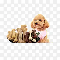 泰迪和骨头-空若网 泰迪和骨头-空若网