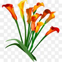 可爱黄色花朵马蹄莲-空若网 可爱黄色花朵马蹄莲-空若网