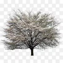 ����ɽ���ǡ�������-������