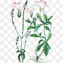 马鞭草装饰设计-空若网 马鞭草装饰设计-空若网