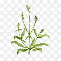 Âí±Þ²ÝÊÖ»æÍ¼Æ¬-¿ÕÈôÍø Âí±Þ²ÝÊÖ»æÍ¼Æ¬-¿ÕÈôÍø