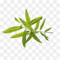 马鞭草摄影-空若网 马鞭草摄影-空若网