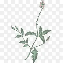 马鞭草花-空若网 马鞭草花-空若网