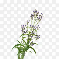 马鞭草免费下载-空若网 马鞭草免费下载-空若网