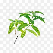 马鞭草免费下载-空若网 马鞭草免费下载-空若网