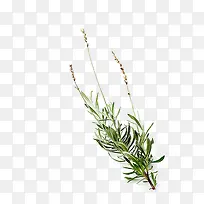 马鞭草免费下载-空若网 马鞭草免费下载-空若网