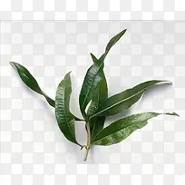 马鞭草免费下载-空若网 马鞭草免费下载-空若网