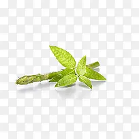 马鞭草免费下载-空若网 马鞭草免费下载-空若网