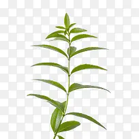 ���޲��ز�-������