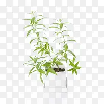 ���޲��������-������