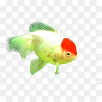 摄影水里的小金鱼-空若网 摄影水里的小金鱼-空若网
