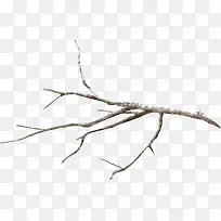 冰雪覆盖树枝-空若网 冰雪覆盖树枝-空若网