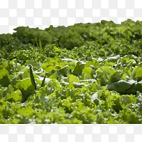 ²ËÔ°ÀïµÄÐÂÏÊÊß²Ë-¿ÕÈôÍø ²ËÔ°ÀïµÄÐÂÏÊÊß²Ë-¿ÕÈôÍø