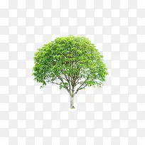 绿色的芒果树-空若网 绿色的芒果树-空若网