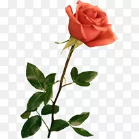 玫瑰玫瑰-空若网 玫瑰玫瑰-空若网