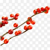红色果实树枝医疗-空若网 红色果实树枝医疗-空若网