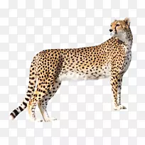 猎豹高清晰度电视壁纸猎豹-空若网 猎豹高清晰度电视壁纸猎豹-空若网