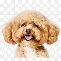 大脸的泰迪狗-空若网 大脸的泰迪狗-空若网