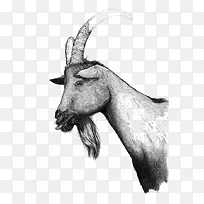 黑白插画羚羊-空若网 黑白插画羚羊-空若网