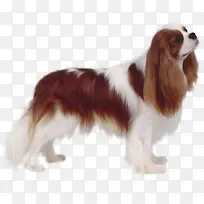 可爱狮狗-空若网 可爱狮狗-空若网