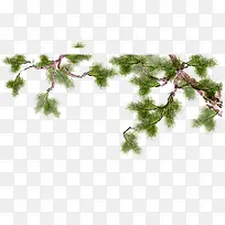 ��֦-������