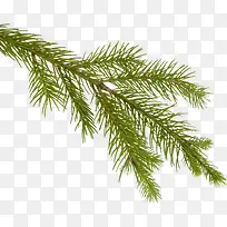 绿色新鲜的松树枝-空若网 绿色新鲜的松树枝-空若网