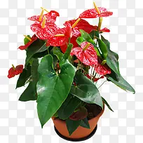 鲜花盆栽设计素材-空若网 鲜花盆栽设计素材-空若网