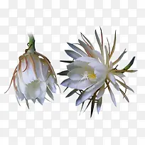 ��ɫ꼻�-������