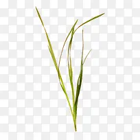 一棵草-空若网 一棵草-空若网