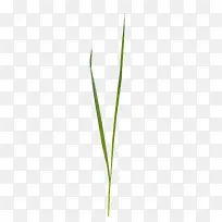 布景装饰 绿叶 大自然一棵草-空若网 布景装饰 绿叶 大自然一棵草-空若网