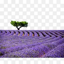 薰衣草花海上的一棵树素材-空若网 薰衣草花海上的一棵树素材-空若网