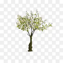 一棵白花树-空若网 一棵白花树-空若网