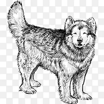 素描动物 素描-空若网 素描动物 素描-空若网