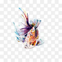 彩色的鲤鱼-空若网 彩色的鲤鱼-空若网