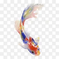 彩色鲤鱼-空若网 彩色鲤鱼-空若网