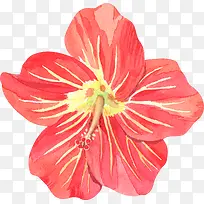 水彩红色花朵-空若网 水彩红色花朵-空若网