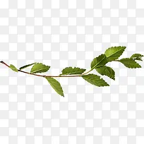 一支绿色树枝-空若网 一支绿色树枝-空若网