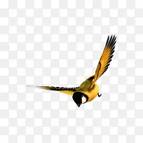 飞着的鸟-空若网 飞着的鸟-空若网