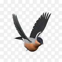 飞着的小鸟-空若网 飞着的小鸟-空若网