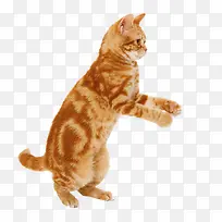 站立的猫-空若网 站立的猫-空若网