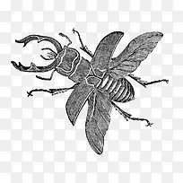 灰色手绘昆虫装饰-空若网 灰色手绘昆虫装饰-空若网