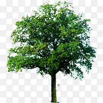 桉树绿树景观树效果贴图-空若网 桉树绿树景观树效果贴图-空若网