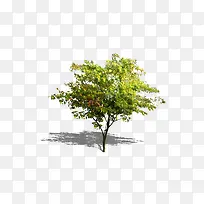 绿色树木-空若网 绿色树木-空若网