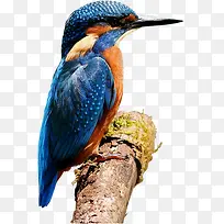 一只啄木鸟-空若网 一只啄木鸟-空若网