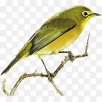 绿色艺术手绘小鸟树枝-空若网 绿色艺术手绘小鸟树枝-空若网