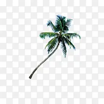 海南椰子树-空若网 海南椰子树-空若网