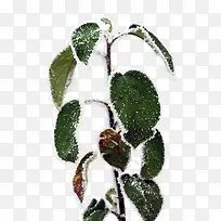 叶子-空若网 叶子-空若网