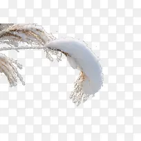 积雪树枝-空若网 积雪树枝-空若网