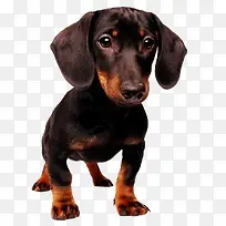 手绘图片卡通动物素材 动物小狗-空若网 手绘图片卡通动物素材 动物小狗-空若网