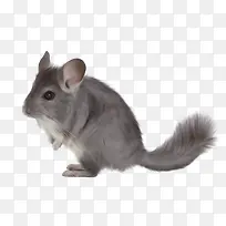 灰色的老鼠-空若网 灰色的老鼠-空若网